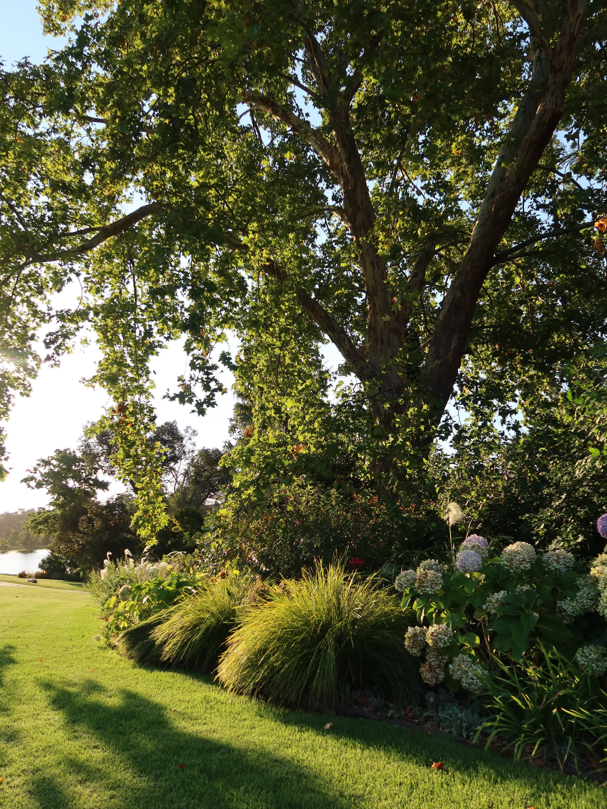 Navarre Residence gardens with oak tree and hydrangeas