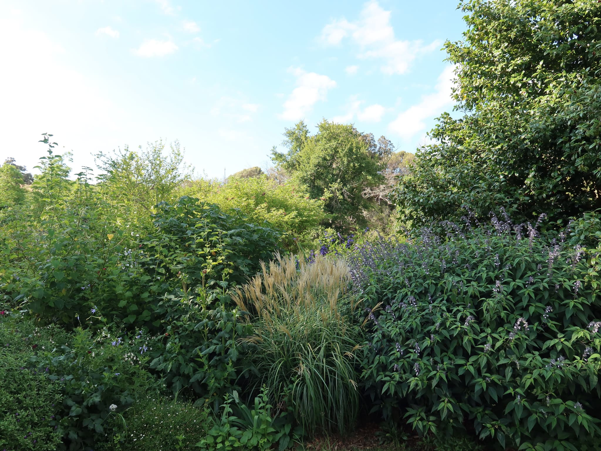 Lush garden with ornamental grasses and lavender