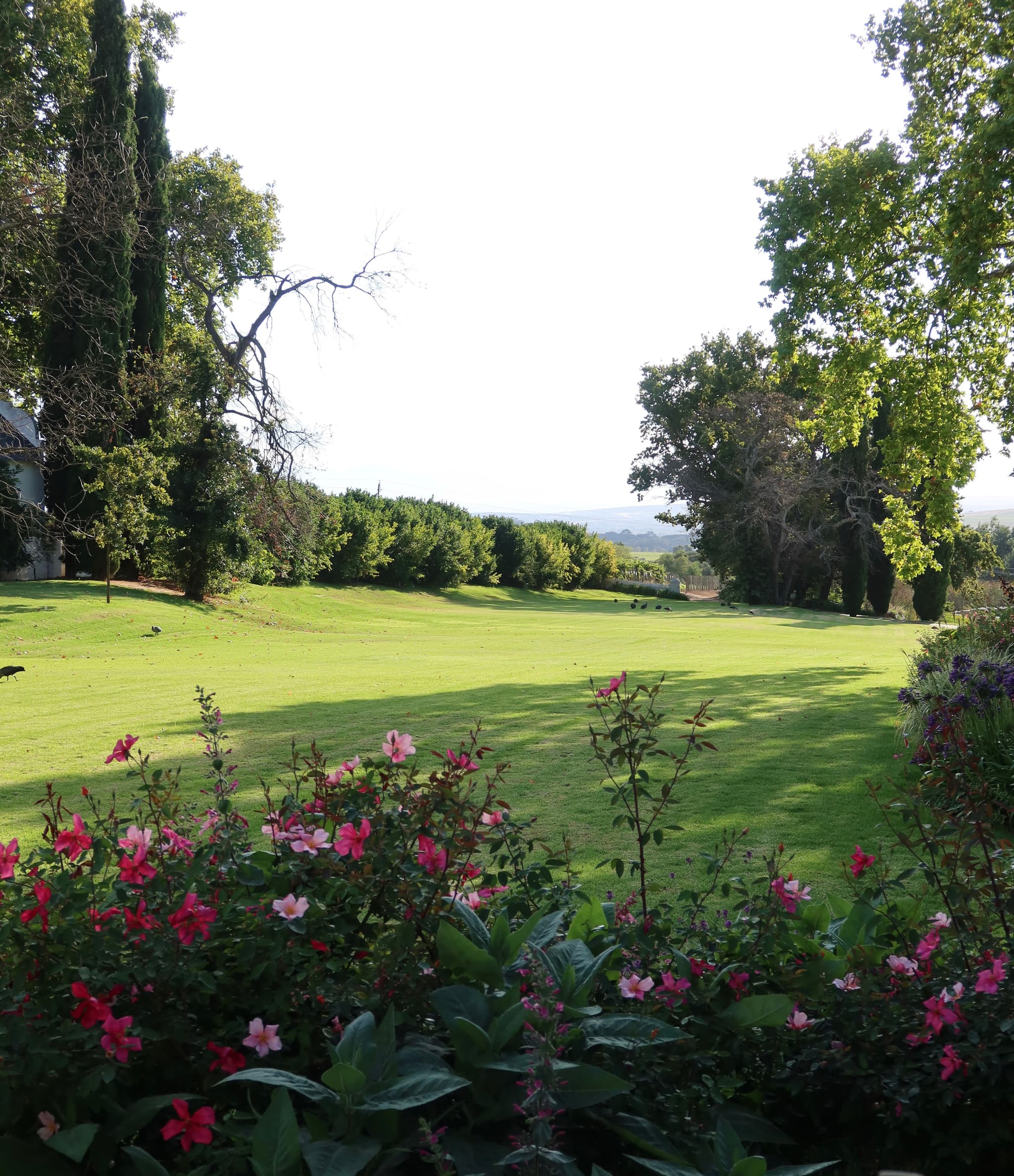 Manicured lawn with pink flowers, cypress trees, and hedgerow boundary