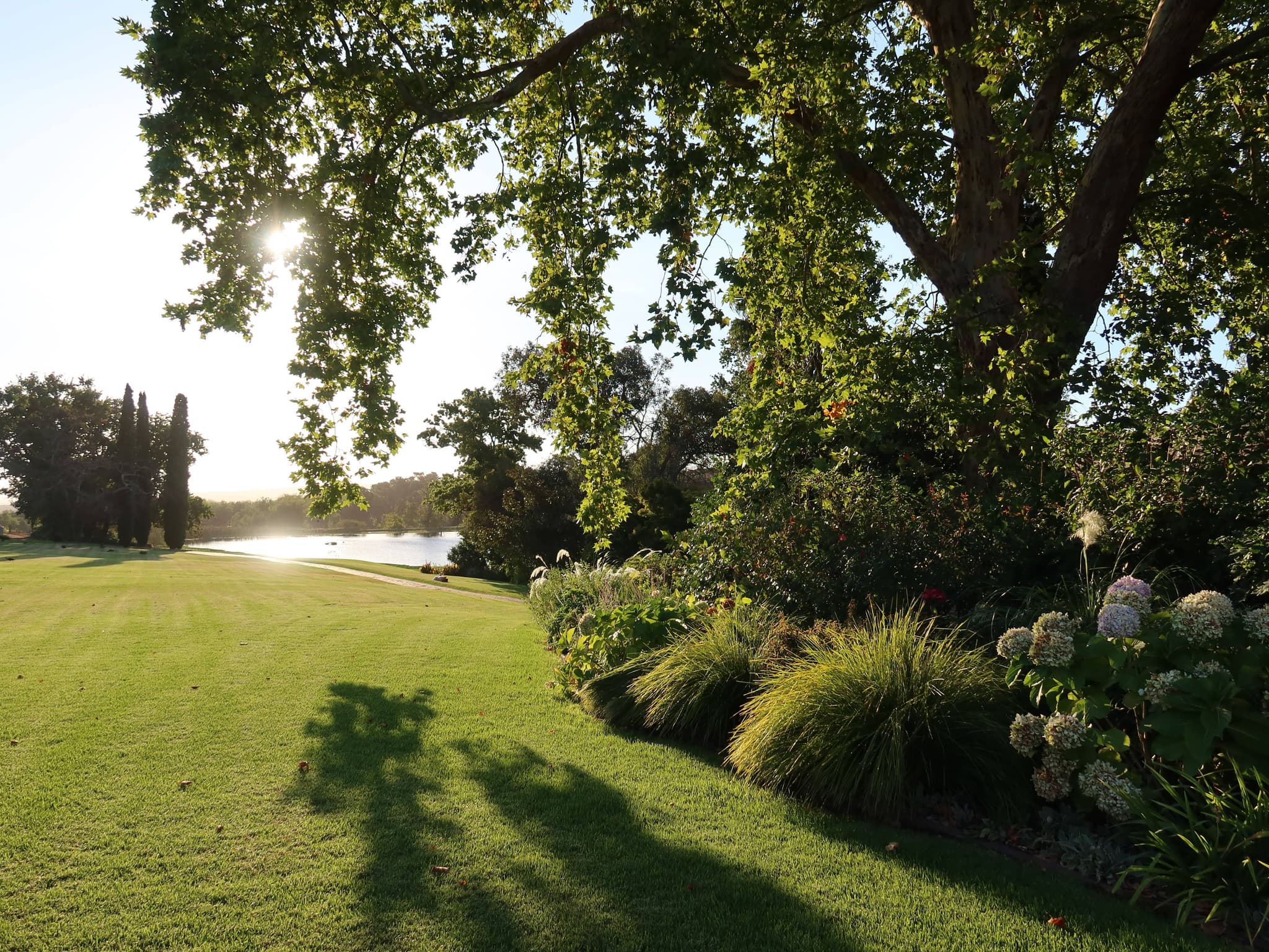 Golden hour garden with oak tree, lake, hydrangeas and ornamental grasses
